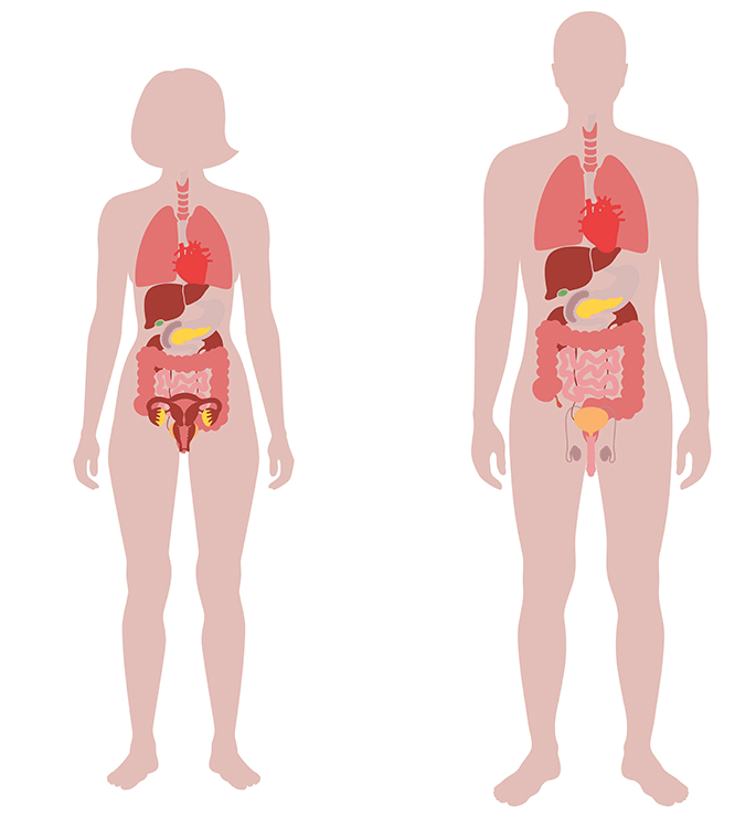 Tests-selection---Body-organs